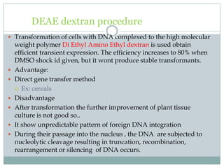 DEAE dextran procedure
 Transformation of cells with DNA complexed to the high molecular
weight polymer Di Ethyl Amino Ethyl dextran is used obtain
efficient transient expression. The efficiency increases to 80% when
DMSO shock id given, but it wont produce stable transformants.
 Advantage:
 Direct gene transfer method
 Ex: cereals
 Disadvantage
 After transformation the further improvement of plant tissue
culture is not good so..
 It show unpredictable pattern of foreign DNA integration
 During their passage into the nucleus , the DNA are subjected to
nucleolytic cleavage resulting in truncation, recombination,
rearrangement or silencing of DNA occurs.
 