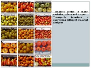 Tomatoes comes in many
varieties, colors and shapes
Transgenic tomatoes -
expressing different malarial
antigens
 
