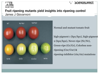 Normal and mutant tomato fruit
high-pigment 1 (hp1/hp1), high-pigment
2 (hp2/hp2), Never-ripe (Nr/Nr),
Green-ripe (Gr/Gr), Colorless non-
ripening (Cnr/Cnr) &
ripening-inhibitor (rin/rin) mutations
 