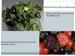 High anthocyanin purple tomato and red
wild-type tomato
Purple tomatoes high in anthocyanin
http://news.bbc.co.uk/2/hi/heal
th/7688310.stm
 