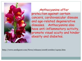 http://www.seedquest.com/News/releases/2008/october/24091.htm
Anthocyanins offer
protection against certain
cancers, cardiovascular disease
and age-related degenerative
diseases. Anthocyanins also
have anti-inflammatory activity,
promote visual acuity and hinder
obesity and diabetes.
 