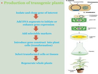  Production of transgenic plants
Isolate and clone gene of interest
Add DNA segments to initiate or
enhance gene expression
Add selectable markers
Introduce gene construct into plant
cells (transformation)
Select transformed cells or tissues
Regenerate whole plants
 