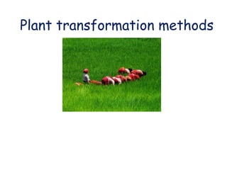 Transform Planting Plant transformation methods, Plant Agriculture.ppt