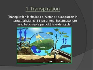 1.Transpiration
Transpiration is the loss of water by evaporation in
   terrestrial plants. It then enters the atmosphere
       and becomes a part of the water cycle.
 