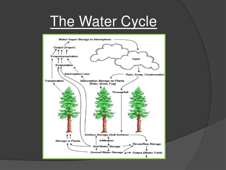 Plant transpiration