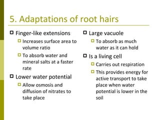 5. Adaptations of root hairs Finger-like extensions Increases surface area to volume ratio To absorb water and mineral salts at a faster rate Lower water potential Allow osmosis and diffusion of nitrates to take place Large vacuole To absorb as much water as it can hold Is a living cell Carries out respiration This provides energy for active transport to take place when water potential is lower in the soil 