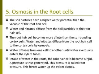 5. Osmosis in the Root cells The soil particles have a higher water potential than the vacuole of the root hair cell.  Water and nitrates diffuse from the soil particles to the root hair cell. The root hair cell becomes more dilute than the surrounding cortex cells. Water and nitrates diffuse from the root hair cell to the cortex cells by osmosis. Water diffuses from one cell to another until water eventually enters the xylem tubes Intake of water in the roots, the root hair cells become turgid. A pressure is thus generated. This pressure is called root pressure. This forces water up the xylem tissues. 