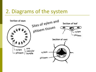 2. Diagrams of the system Sites of xylem and  phloem tissues 