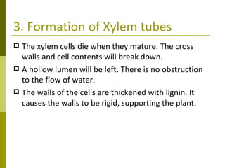 3. Formation of Xylem tubes The xylem cells die when they mature. The cross walls and cell contents will break down. A hollow lumen will be left. There is no obstruction to the flow of water. The walls of the cells are thickened with lignin. It causes the walls to be rigid, supporting the plant. 