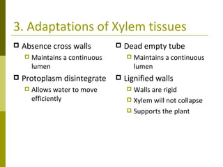 3. Adaptations of Xylem tissues Absence cross walls Maintains a continuous lumen Protoplasm disintegrate Allows water to move efficiently Dead empty tube Maintains a continuous lumen Lignified walls Walls are rigid Xylem will not collapse Supports the plant 