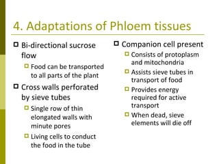 4. Adaptations of Phloem tissues Bi-directional sucrose flow Food can be transported to all parts of the plant Cross walls perforated by sieve tubes Single row of thin elongated walls with minute pores Living cells to conduct the food in the tube Companion cell present Consists of protoplasm and mitochondria Assists sieve tubes in transport of food Provides energy required for active transport When dead, sieve elements will die off 