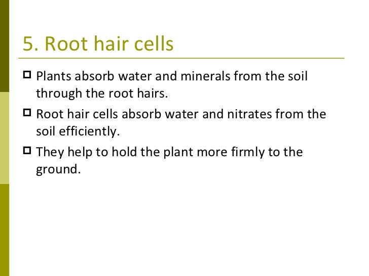 Plant Transport