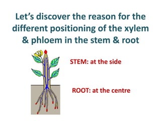 Let’s discover the reason for the
different positioning of the xylem
   & phloem in the stem & root

              STEM: at the side



              ROOT: at the centre
 