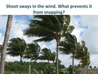 Shoot sways in the wind. What prevents it
             from snapping?
 