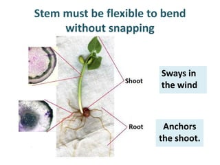Stem must be flexible to bend
     without snapping


                        Sways in
                        the wind



                        Anchors
                       the shoot.
 