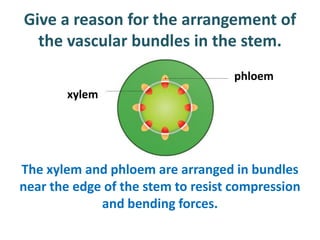 Give a reason for the arrangement of
  the vascular bundles in the stem.
                                   phloem
       xylem




The xylem and phloem are arranged in bundles
near the edge of the stem to resist compression
             and bending forces.
 
