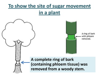 To show the site of sugar movement
             in a plant




         A complete ring of bark
         (containing phloem tissue) was
         removed from a woody stem.
 