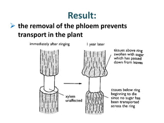 Result:
 the removal of the phloem prevents
  transport in the plant
 