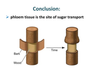 Conclusion:
 phloem tissue is the site of sugar transport
 