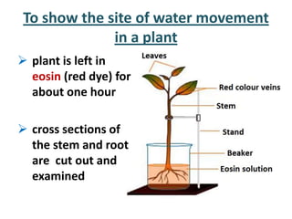 To show the site of water movement
              in a plant
 plant is left in
  eosin (red dye) for
  about one hour

 cross sections of
  the stem and root
  are cut out and
  examined
 