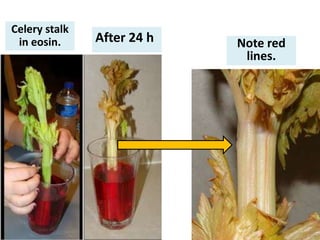 Celery stalk
 in eosin.     After 24 h   Note red
                             lines.
 