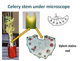 Celery stem under microscope




                       Xylem stains
                           red
 
