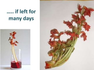 ….. if left for
many days
 