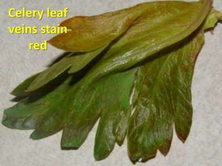 Celery leaf
veins stain
    red
 