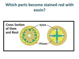 Which parts become stained red with
              eosin?
 