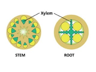 STEM   ROOT
 