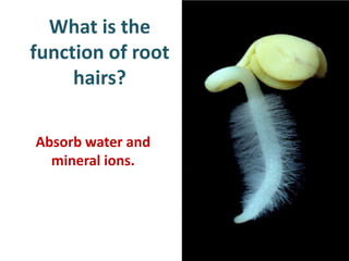 What is the
function of root
     hairs?

Absorb water and
  mineral ions.
 