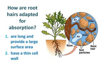 How are root
 hairs adapted
       for
  absorption?
1. are long and
   provide a large
   surface area
2. have a thin cell
   wall
 