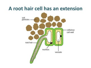 A root hair cell has an extension
 
