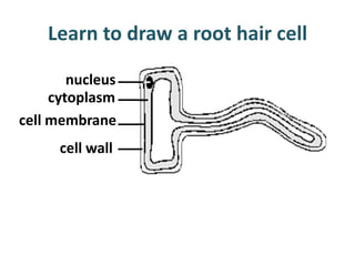 Learn to draw a root hair cell

        nucleus
     cytoplasm
cell membrane
      cell wall
 