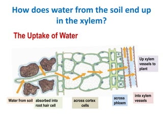 How does water from the soil end up
            in the xylem?
   The Uptake of Water

                                                            Up xylem
                                                            vessels to
                                                            plant




                                                          into xylem
                                                 across
Water from soil absorbed into    across cortex            vessels
                                                 phloem
                root hair cell       cells
 