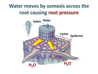 Water moves by osmosis across the
   root causing root pressure




        H2O           H2O
 