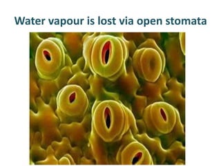 Water vapour is lost via open stomata
 