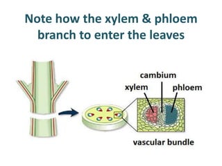 Note how the xylem & phloem
  branch to enter the leaves
 