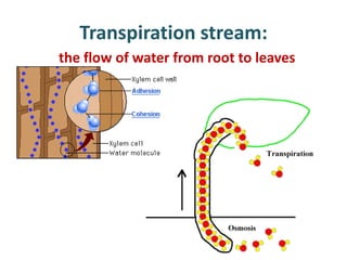 Transpiration stream:
the flow of water from root to leaves
 