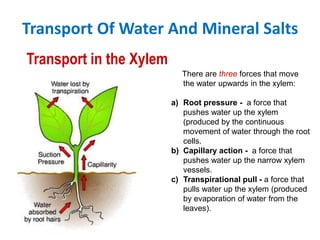 Transport Of Water And Mineral Salts
Transport in the Xylem
                            There are three forces that move
                            the water upwards in the xylem:

                         a) Root pressure - a force that
                            pushes water up the xylem
                            (produced by the continuous
                            movement of water through the root
                            cells.
                         b) Capillary action - a force that
                            pushes water up the narrow xylem
                            vessels.
                         c) Transpirational pull - a force that
                            pulls water up the xylem (produced
                            by evaporation of water from the
                            leaves).
 