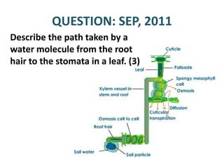 QUESTION: SEP, 2011
Describe the path taken by a
water molecule from the root
hair to the stomata in a leaf. (3)
 