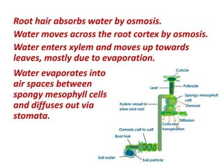 Root hair absorbs water by osmosis.
Water moves across the root cortex by osmosis.
Water enters xylem and moves up towards
leaves, mostly due to evaporation.
Water evaporates into
air spaces between
spongy mesophyll cells
and diffuses out via
stomata.
 