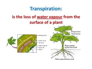 Transpiration:
is the loss of water vapour from the
          surface of a plant
 