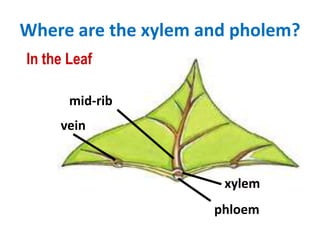 Where are the xylem and pholem?
In the Leaf

       mid-rib
     vein



                      xylem
                     phloem
 