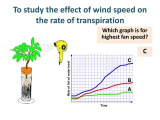 To study the effect of wind speed on
      the rate of transpiration
                       Which graph is for
                       highest fan speed?

                                       C
 