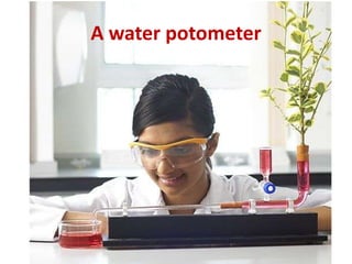A water potometer
 