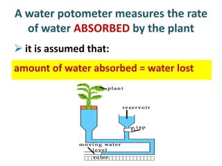 A water potometer measures the rate
  of water ABSORBED by the plant
 it is assumed that:
amount of water absorbed = water lost
 
