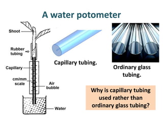 A water potometer



  Capillary tubing.
                        Ordinary glass
                           tubing.

                Why is capillary tubing
                  used rather than
                ordinary glass tubing?
 
