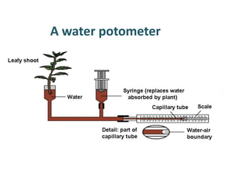 A water potometer
 