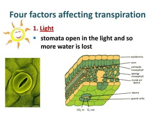 Four factors affecting transpiration
      1. Light
       stomata open in the light and so
         more water is lost
 